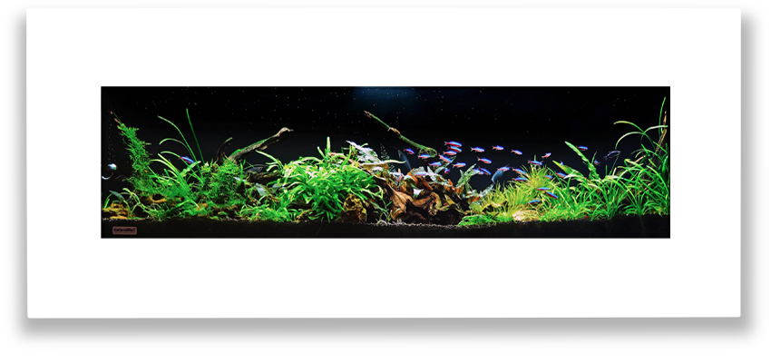 Aquascape 6 akvárium na stěnu natureWall