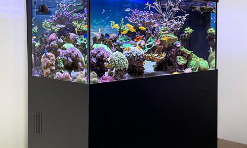 Mořské akvárium s korály